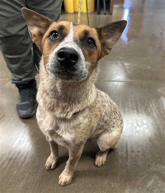 Mater, a Lancashire Heeler (mix breed), available for adoption