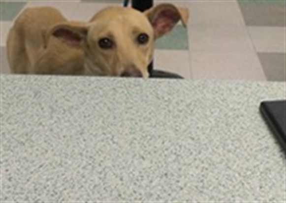 A480984, a Labrador Retriever, available for adoption