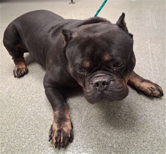 Bubba Lou, a Rottweiler, available for adoption