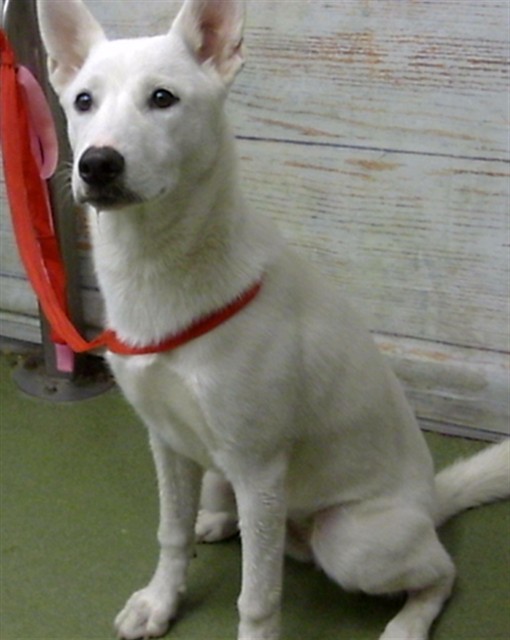 Pumpkin, a Husky (mix breed), available for adoption