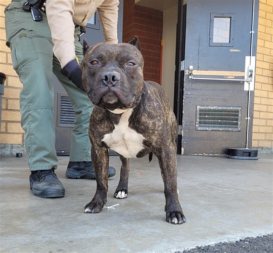 K, a Pit Bull Terrier, available for adoption