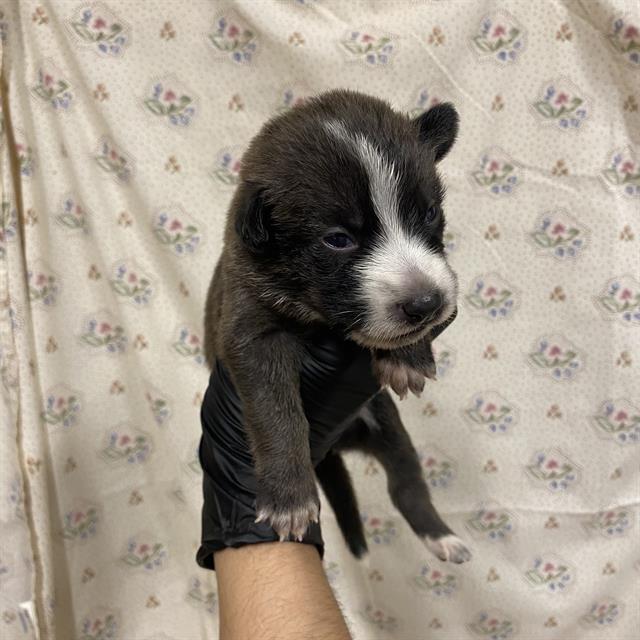 A614467, a Border Collie, available for adoption