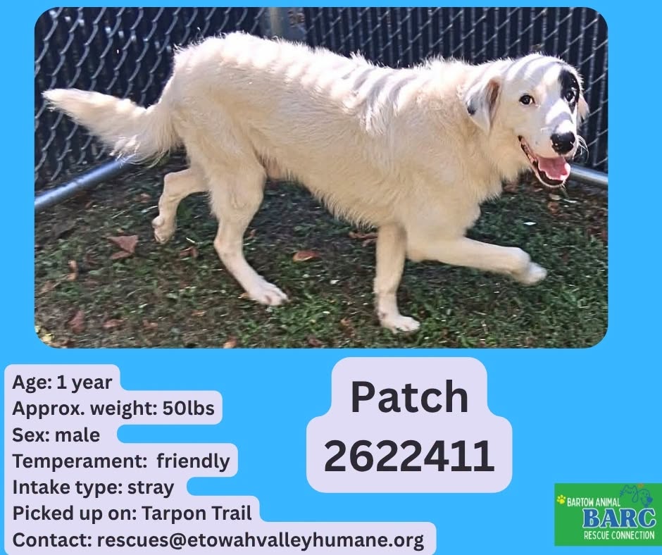 Patch, a Retriever, available for adoption