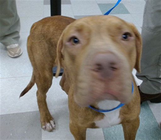 A481378, a Pit Bull Terrier (mix breed), available for adoption