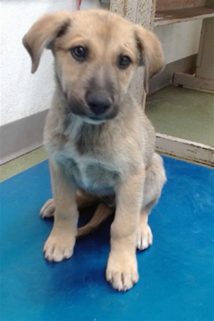 Silly, a Shepherd, available for adoption