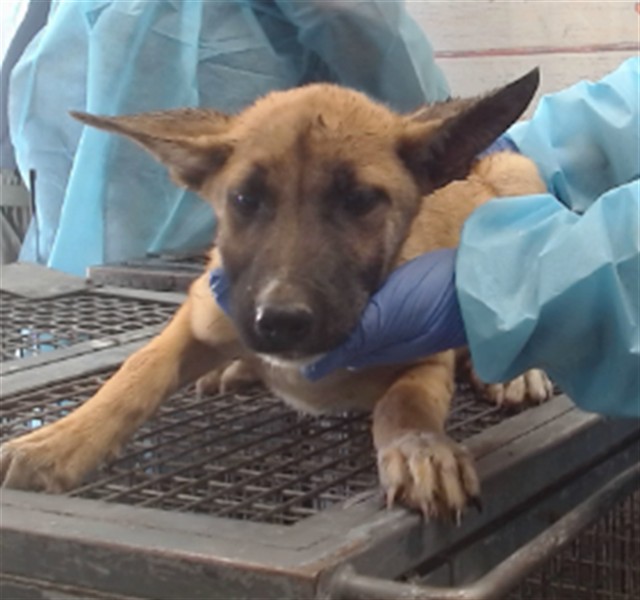 Penny, a Shepherd, available for adoption