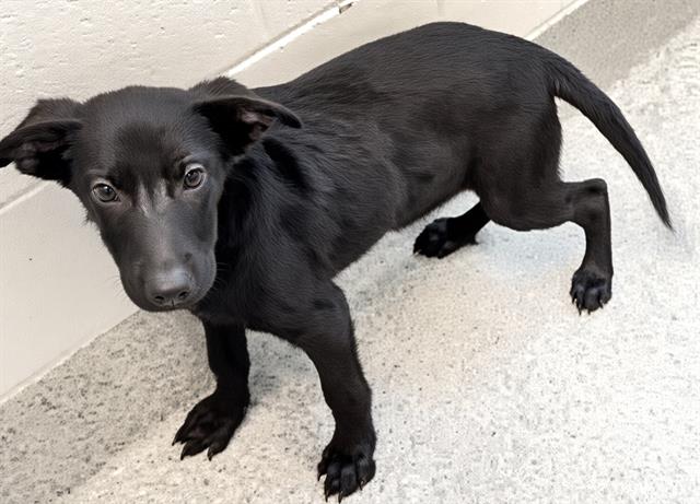 Ben, a Retriever, available for adoption