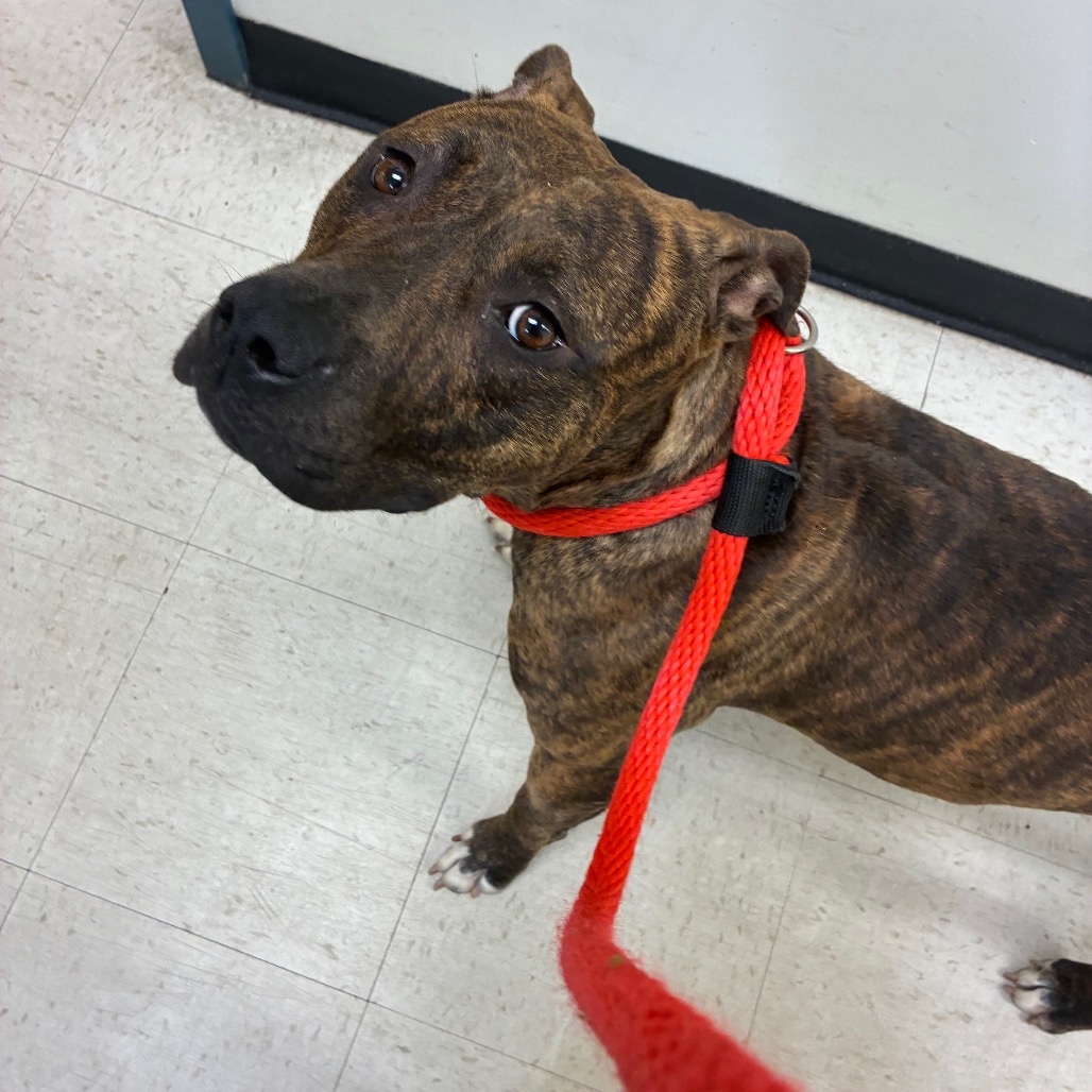 Brynn, a Pit Bull Terrier (mix breed), available for adoption