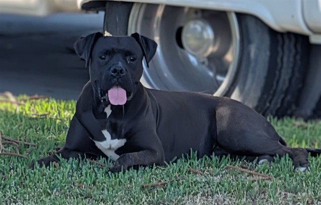 Sparrow, a Boxer, available for adoption