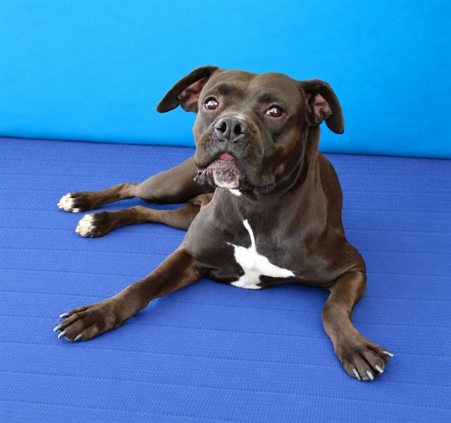 Sparrow, a Boxer, available for adoption