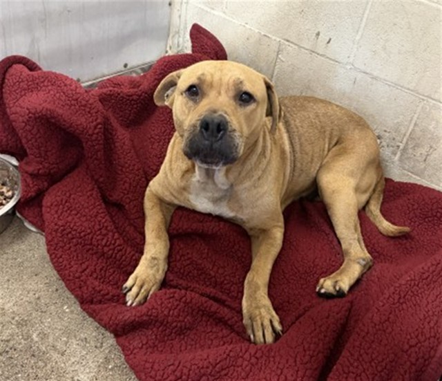 Petunia, a Pit Bull Terrier, available for adoption
