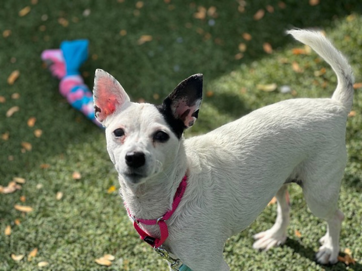 Sir Henry, a Rat Terrier, available for adoption