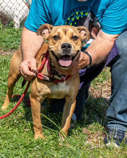 Lyric, a Pit Bull Terrier (mix breed), available for adoption