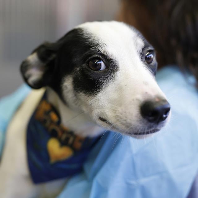Mia, a Italian Greyhound (mix breed), available for adoption
