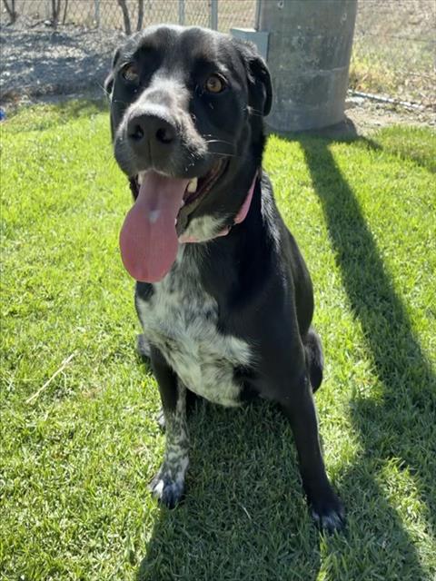 Willow, a Catahoula Leopard Dog (mix breed), available for adoption