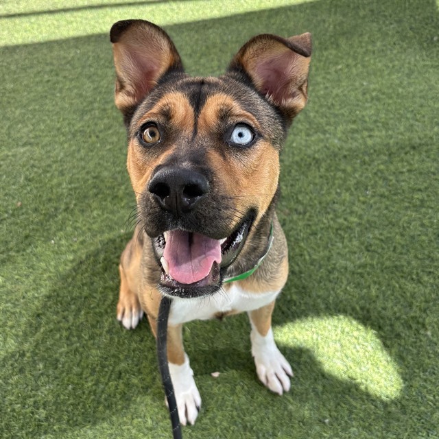 Lune, a Siberian Husky (mix breed), available for adoption