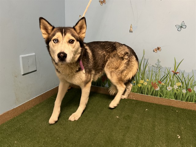 Cthulhu, a Siberian Husky, available for adoption