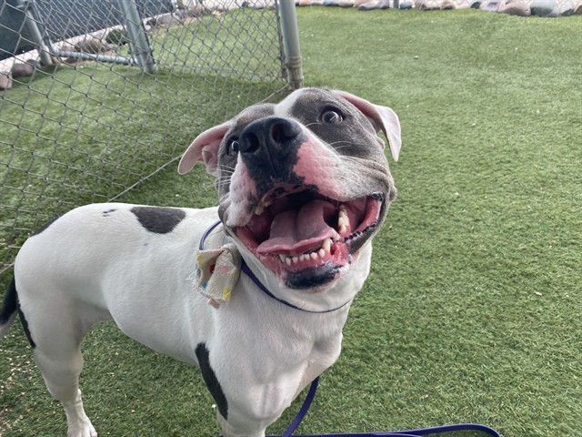 Darla, a Bullmastiff (mix breed), available for adoption