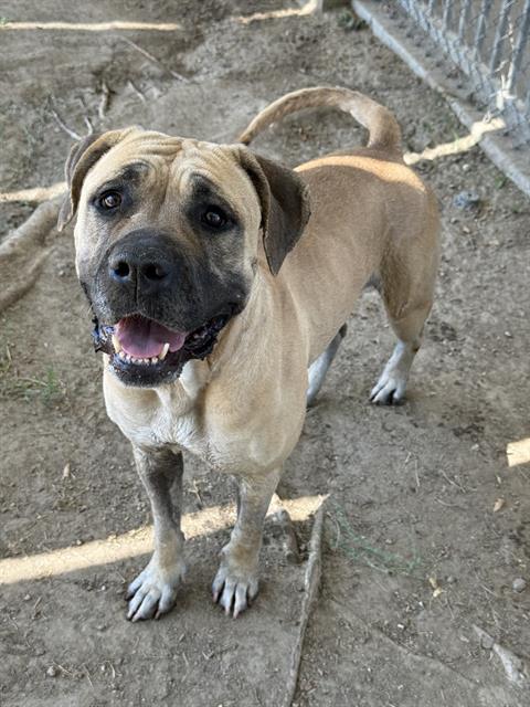 Carebear, a Mastiff (mix breed), available for adoption