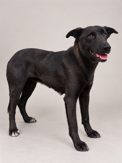 Evee, a German Shepherd, available for adoption