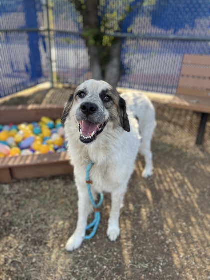 Pedro, a Great Pyrenees, available for adoption