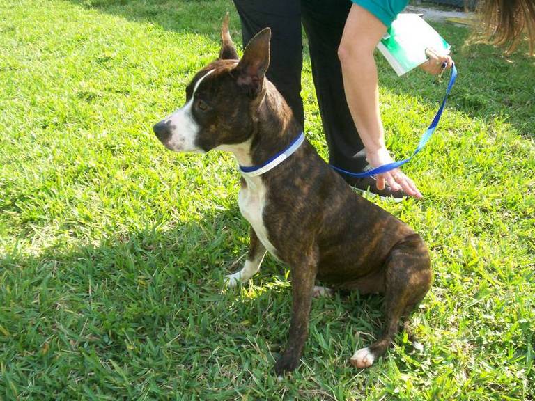 Other Photos of thie Dog