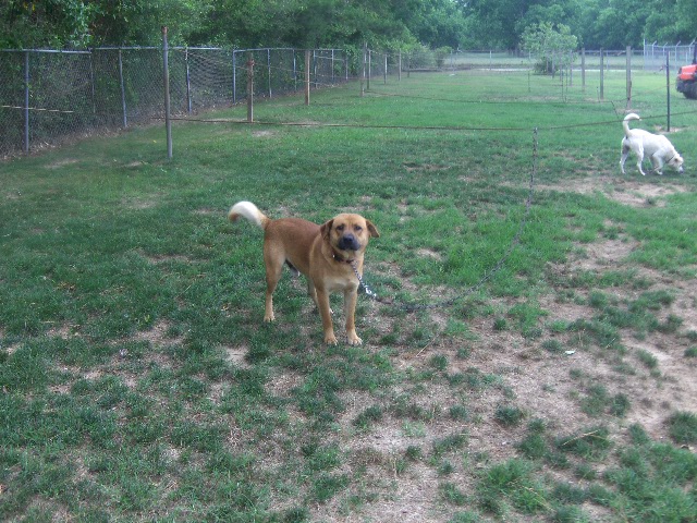 Other Photos of thie Dog