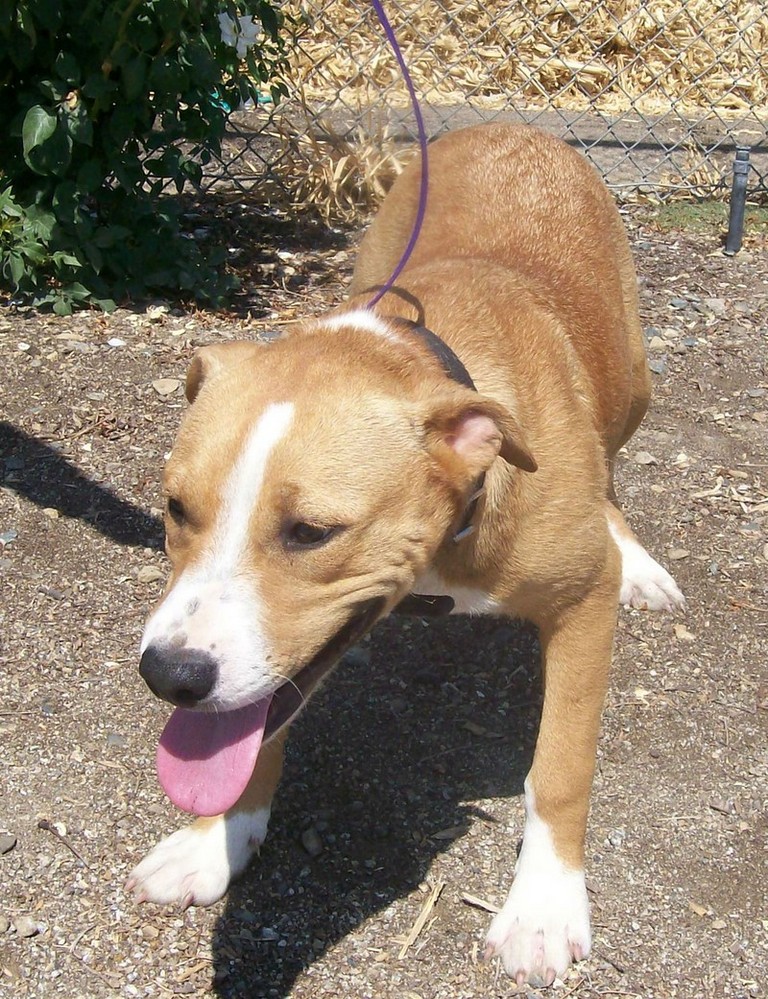 Other Photos of thie Dog
