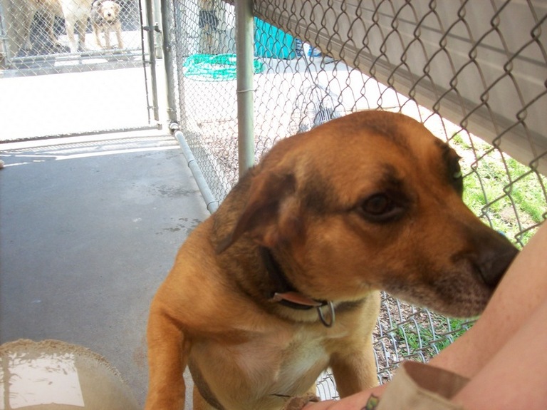Other Photos of thie Dog