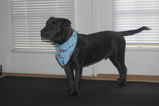 Other Photos of thie Dog