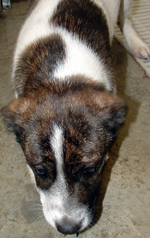 Other Photos of thie Dog