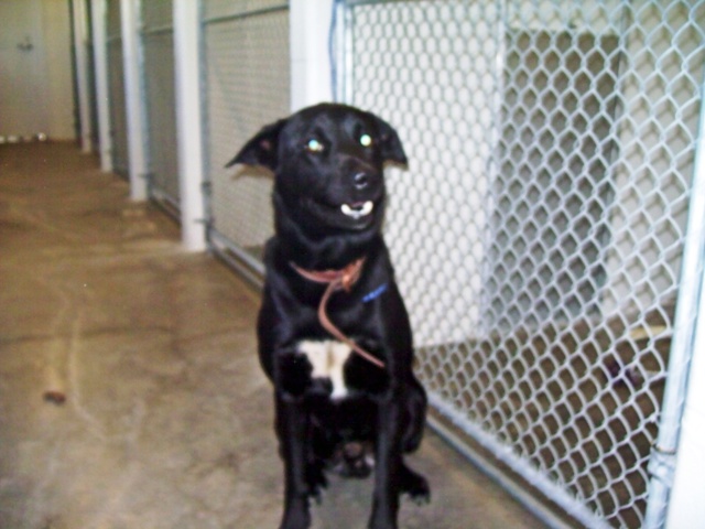 Other Photos of thie Dog