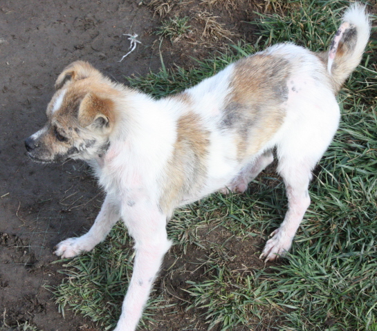 Other Photos of thie Dog