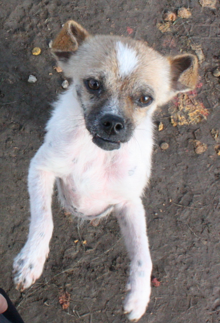 Other Photos of thie Dog