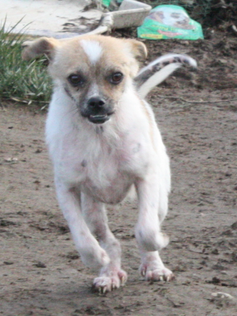 Other Photos of thie Dog