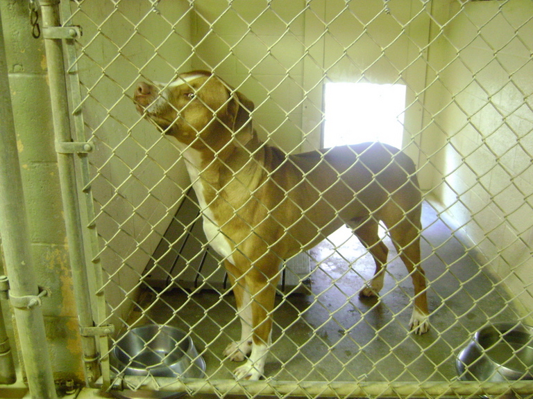 Other Photos of thie Dog