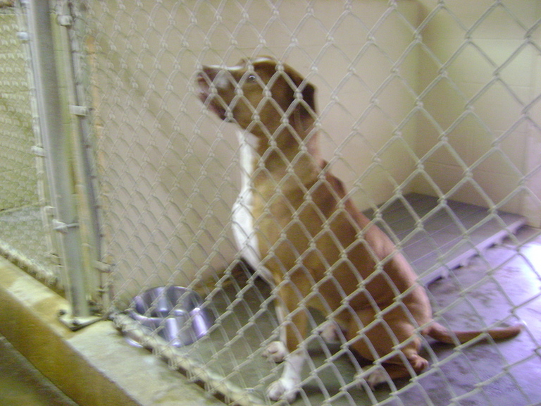 Other Photos of thie Dog