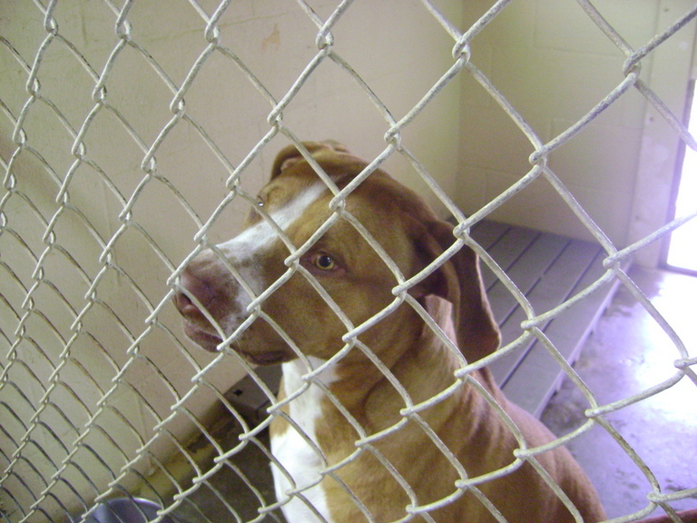 Other Photos of thie Dog