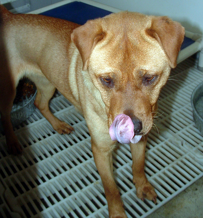 Other Photos of thie Dog