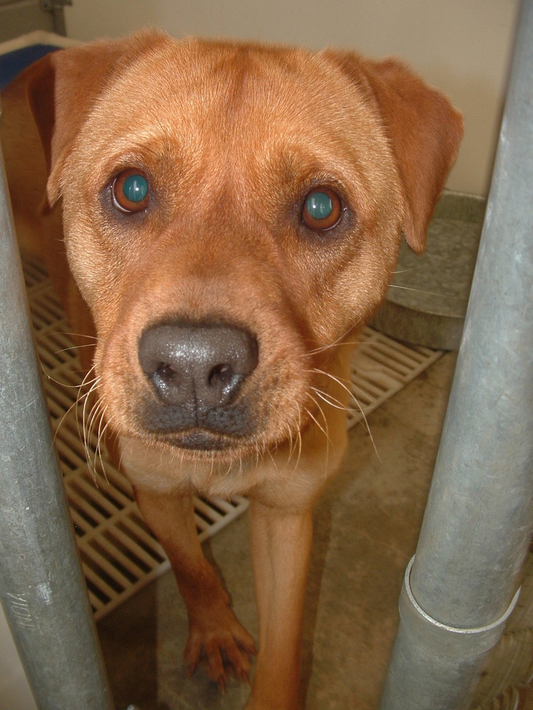 Other Photos of thie Dog