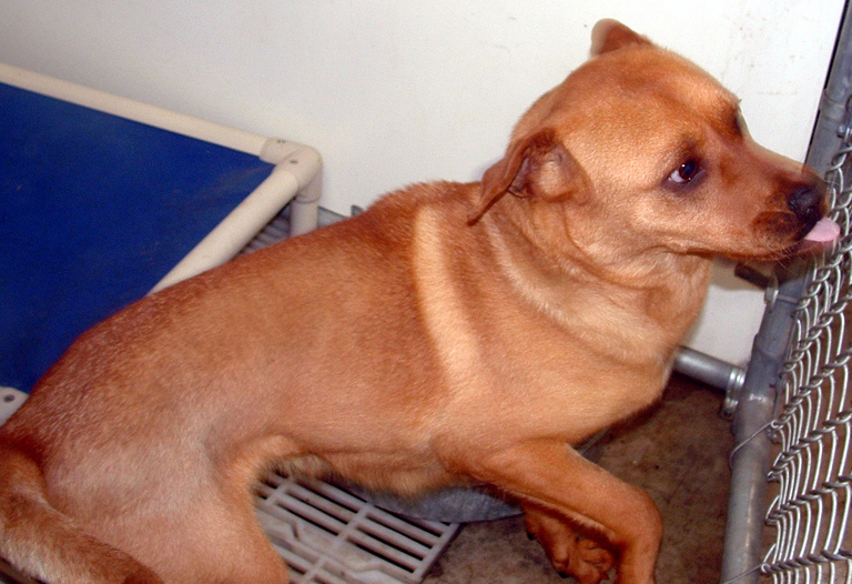 Other Photos of thie Dog