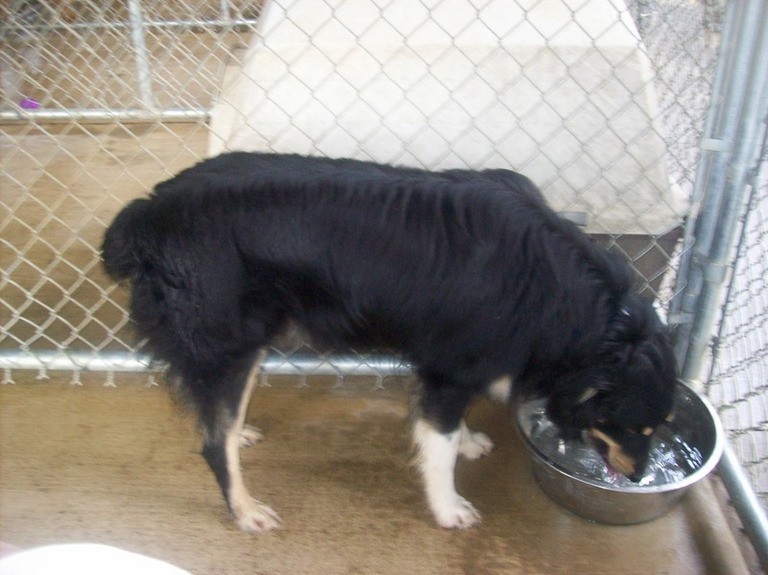 Other Photos of thie Dog