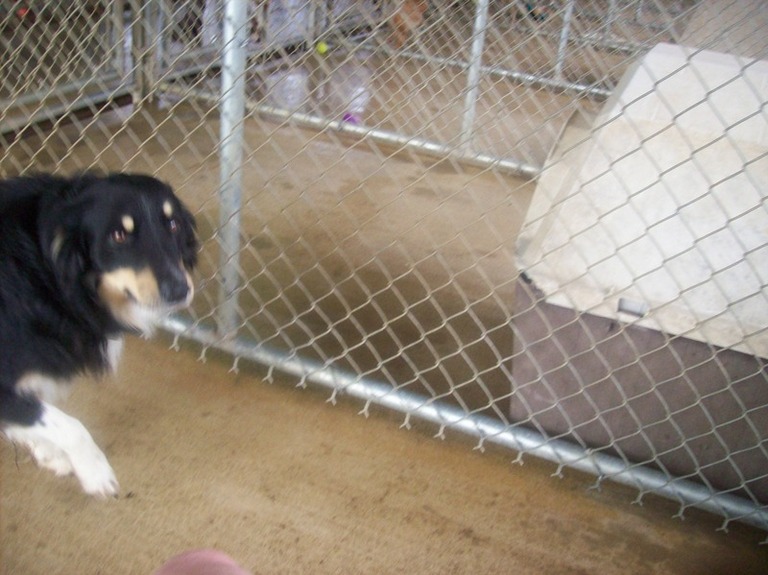 Other Photos of thie Dog