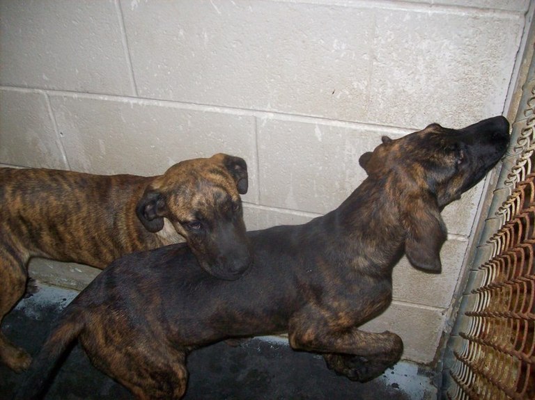Other Photos of thie Dog