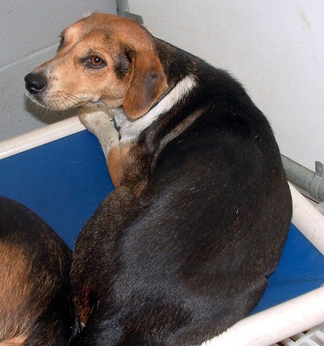 Other Photos of thie Dog