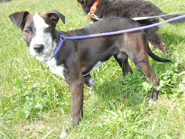 Other Photos of thie Dog