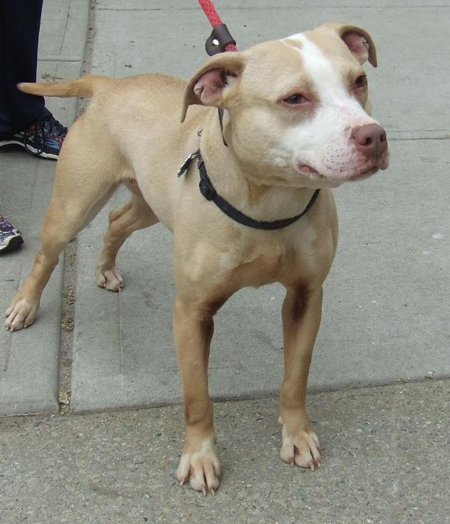 Other Photos of thie Dog