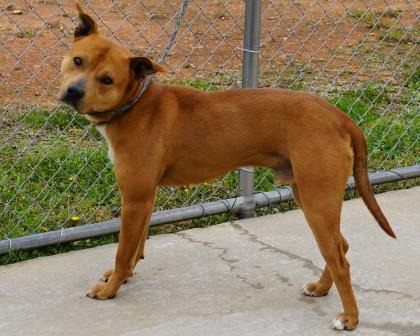 Other Photos of thie Dog