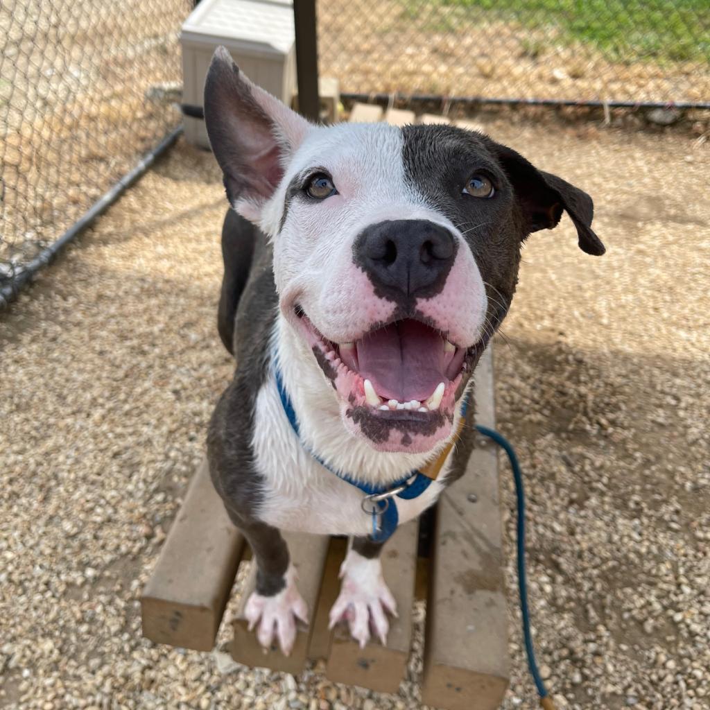 Main Photo of this Dog