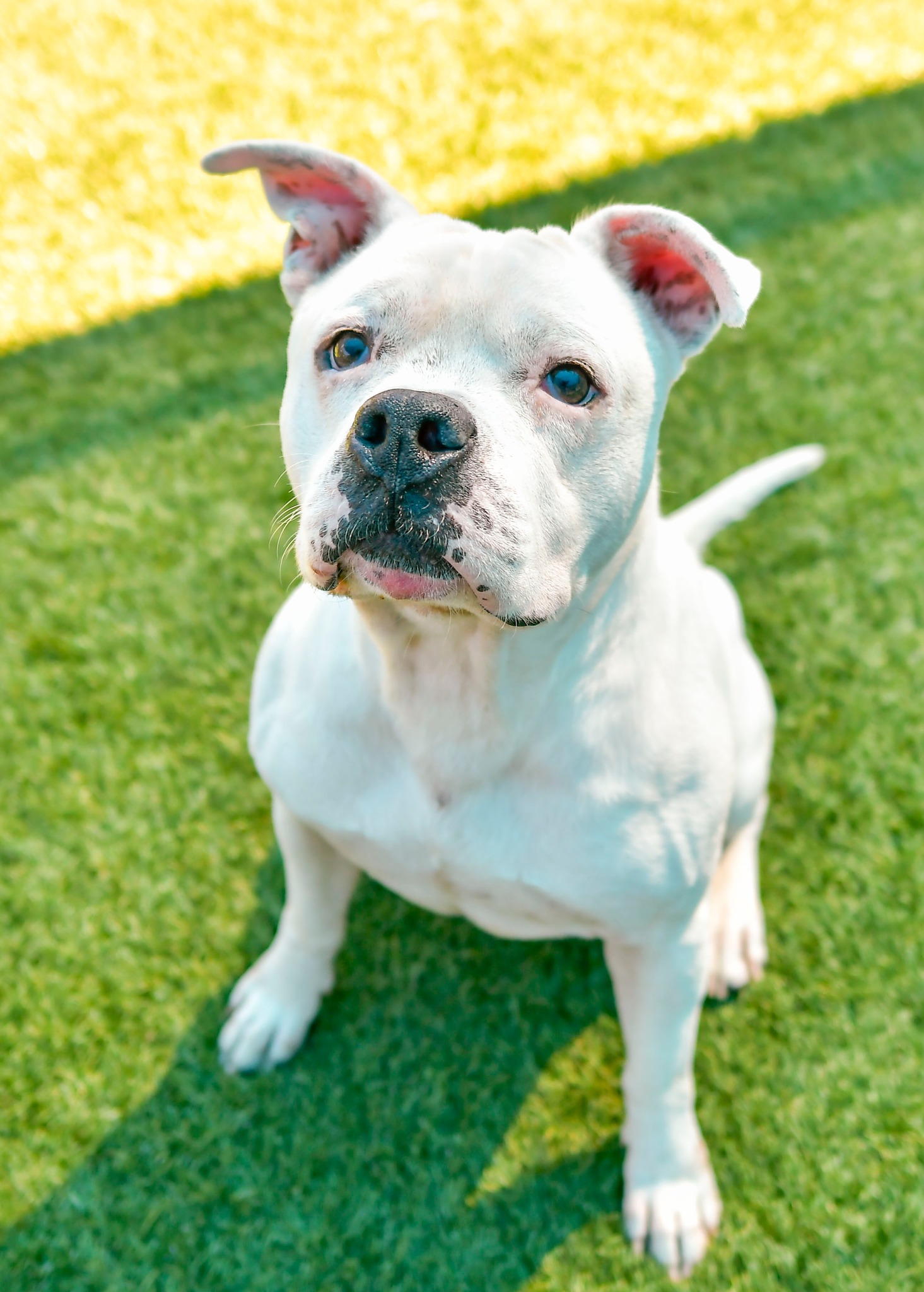 Main Photo of this Dog